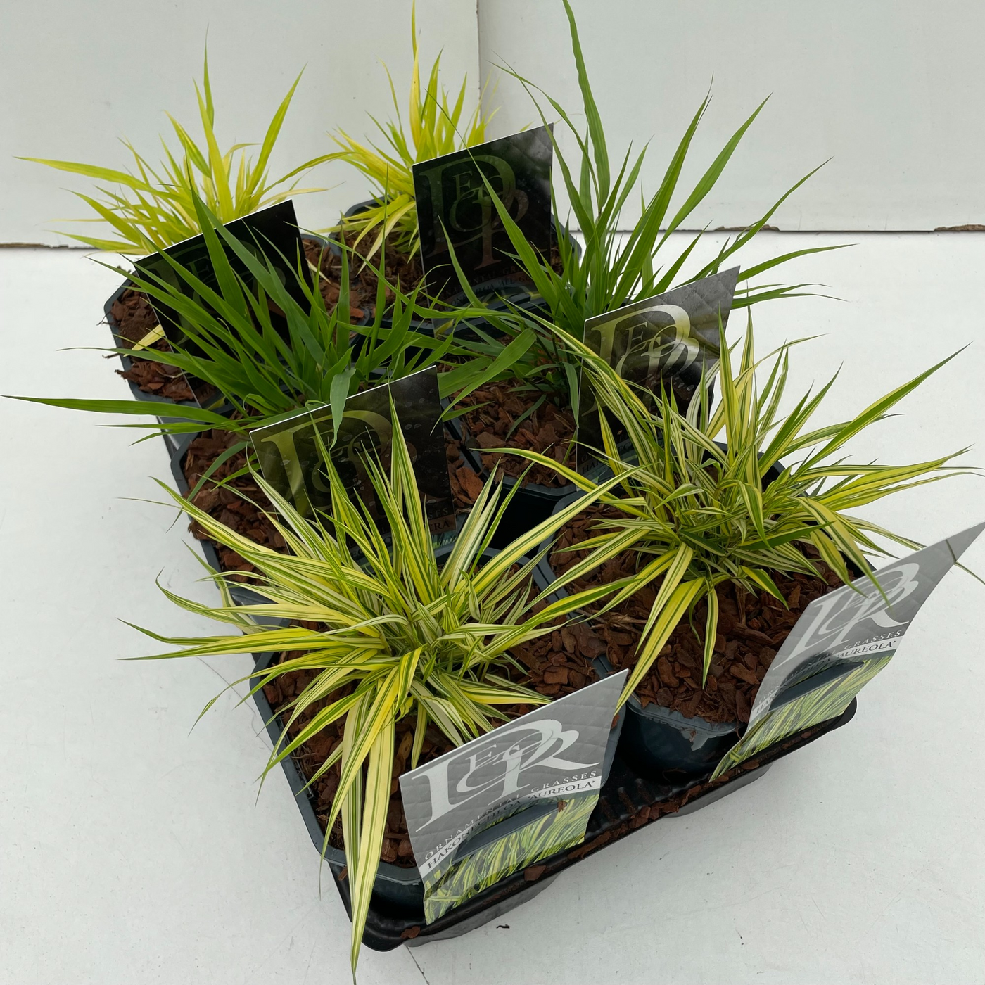 Planta naturala H25cm Hakonechloa macra mix tray PS17/ in pamant