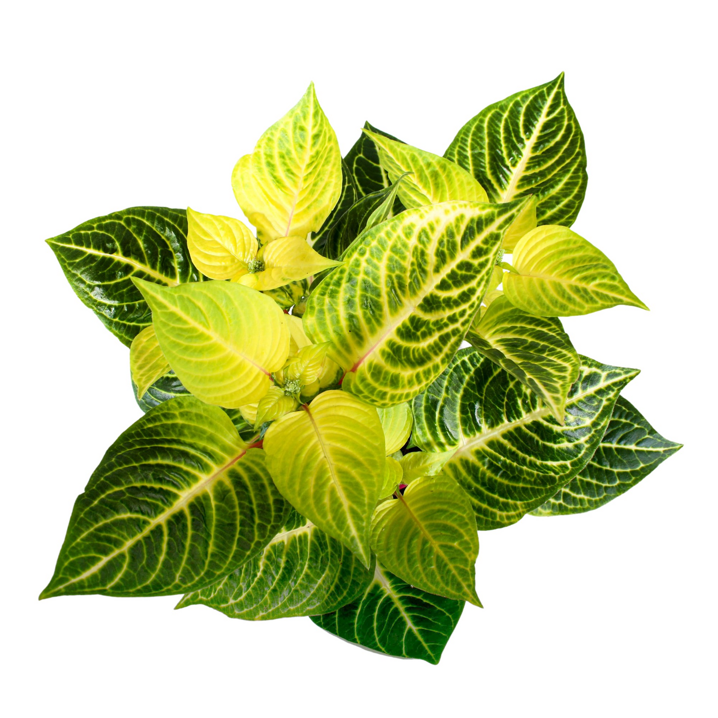 Planta naturala H25cm Iresine Herbstii Rich Gold Star PS13/ in pamant