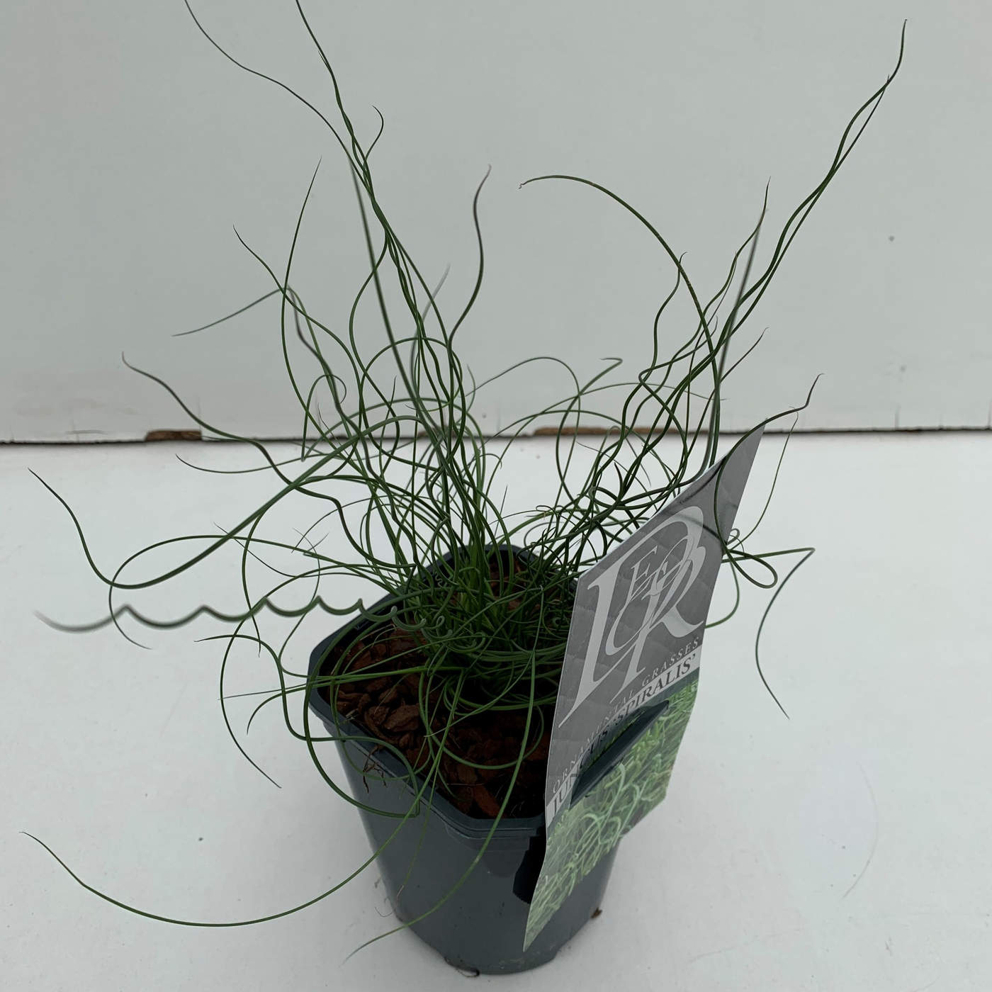 Planta naturala H25cm Juncus effusus 'Spiralis' PS13/ in pamant