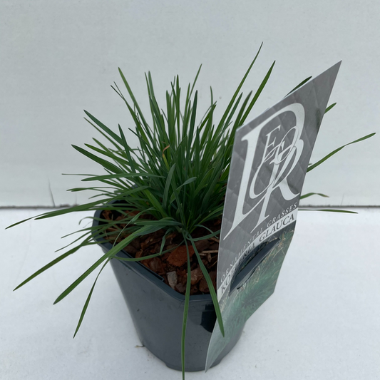 Planta naturala H25cm Koeleria glauca PS13/ in pamant