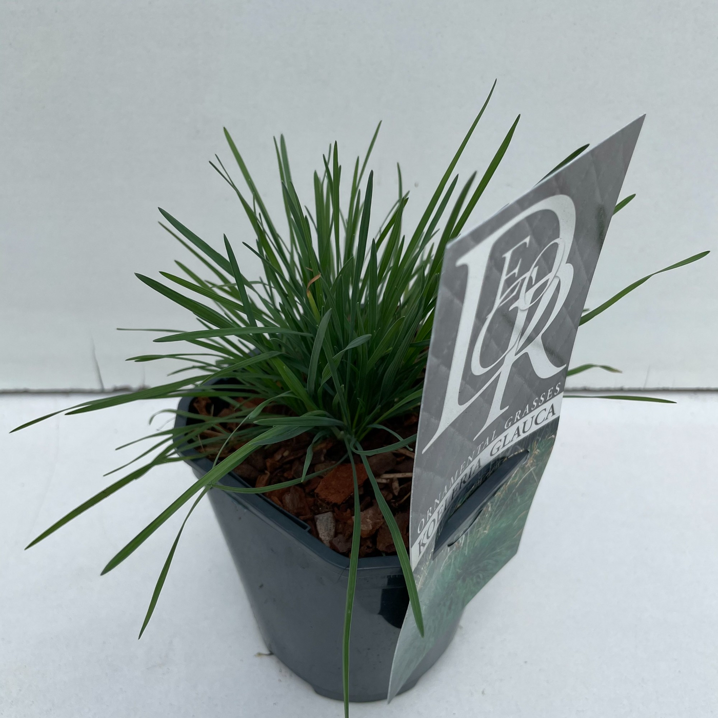 Planta naturala H25cm Koeleria glauca PS13/ in pamant