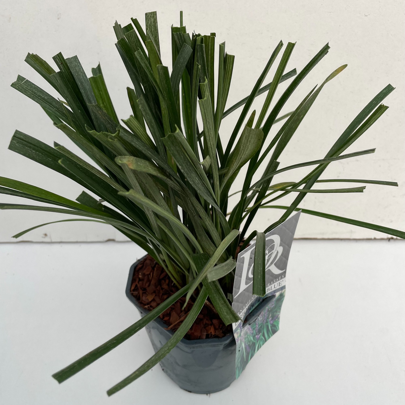 Planta naturala H25cm Liriope muscari 'Big Blue' PS17/ in pamant