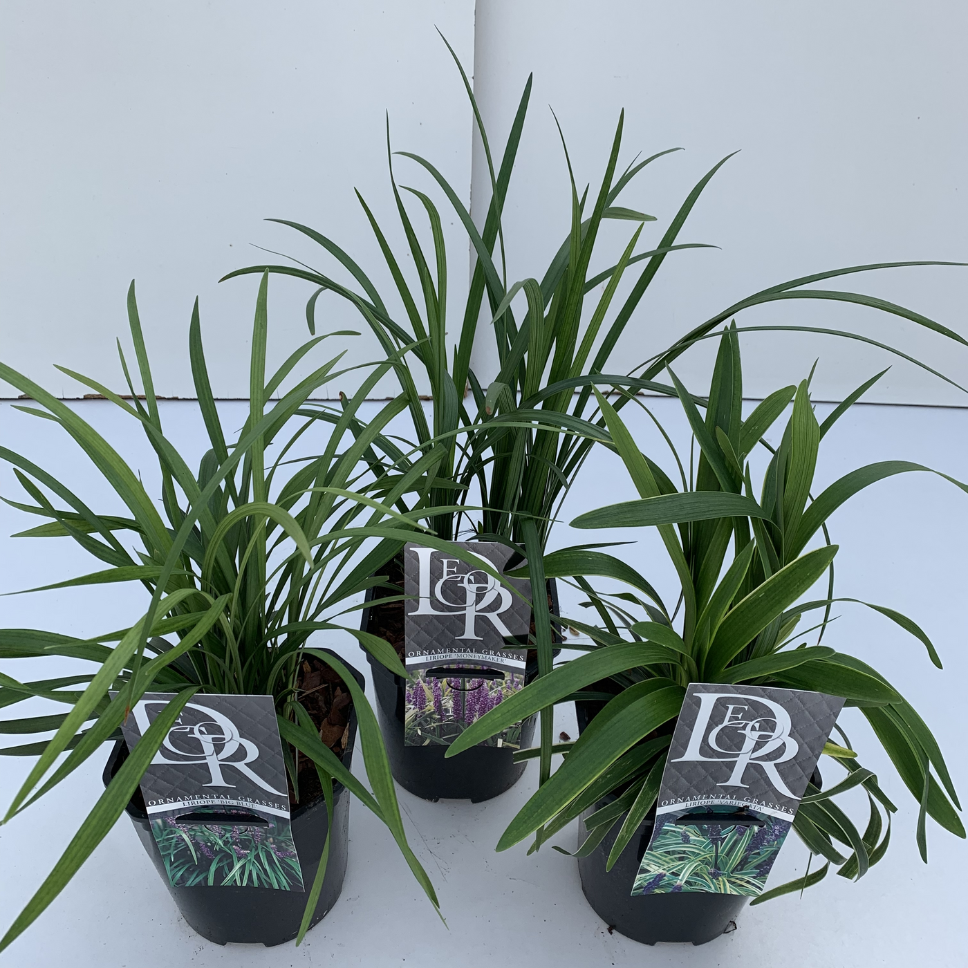 Planta naturala H25cm Liriope muscari mix PS17/ in pamant