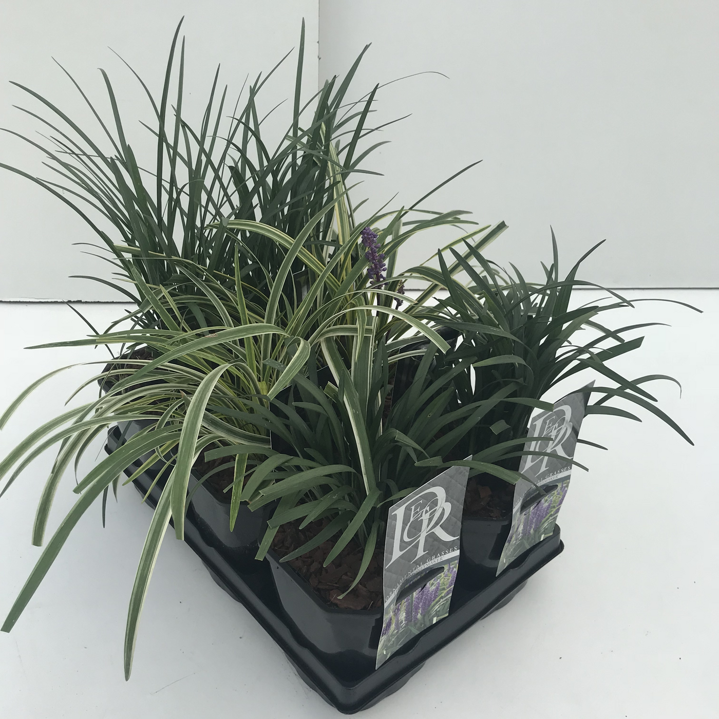Planta naturala H25cm Liriope muscari mix tray PS17/ in pamant