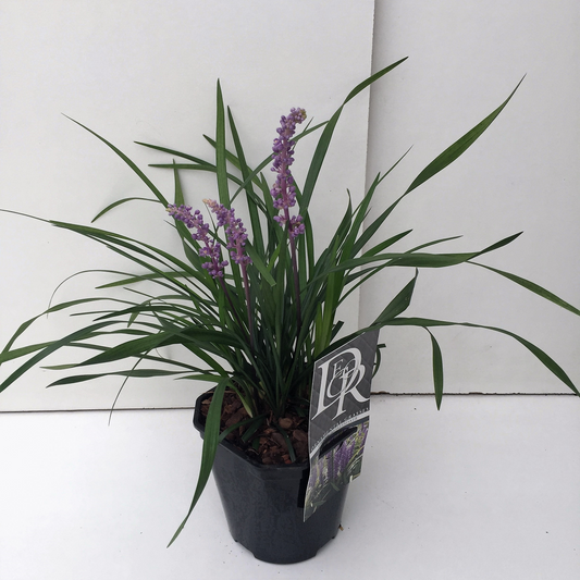 Planta naturala H25cm Liriope muscari 'Moneymaker' PS17/ in pamant