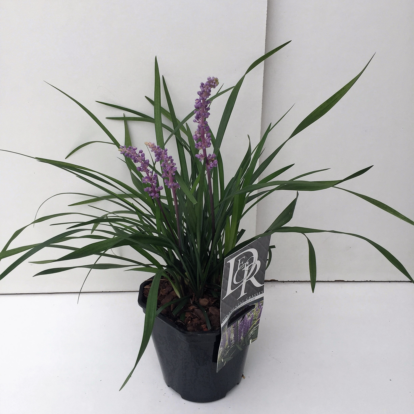 Planta naturala H25cm Liriope muscari 'Moneymaker' PS17/ in pamant