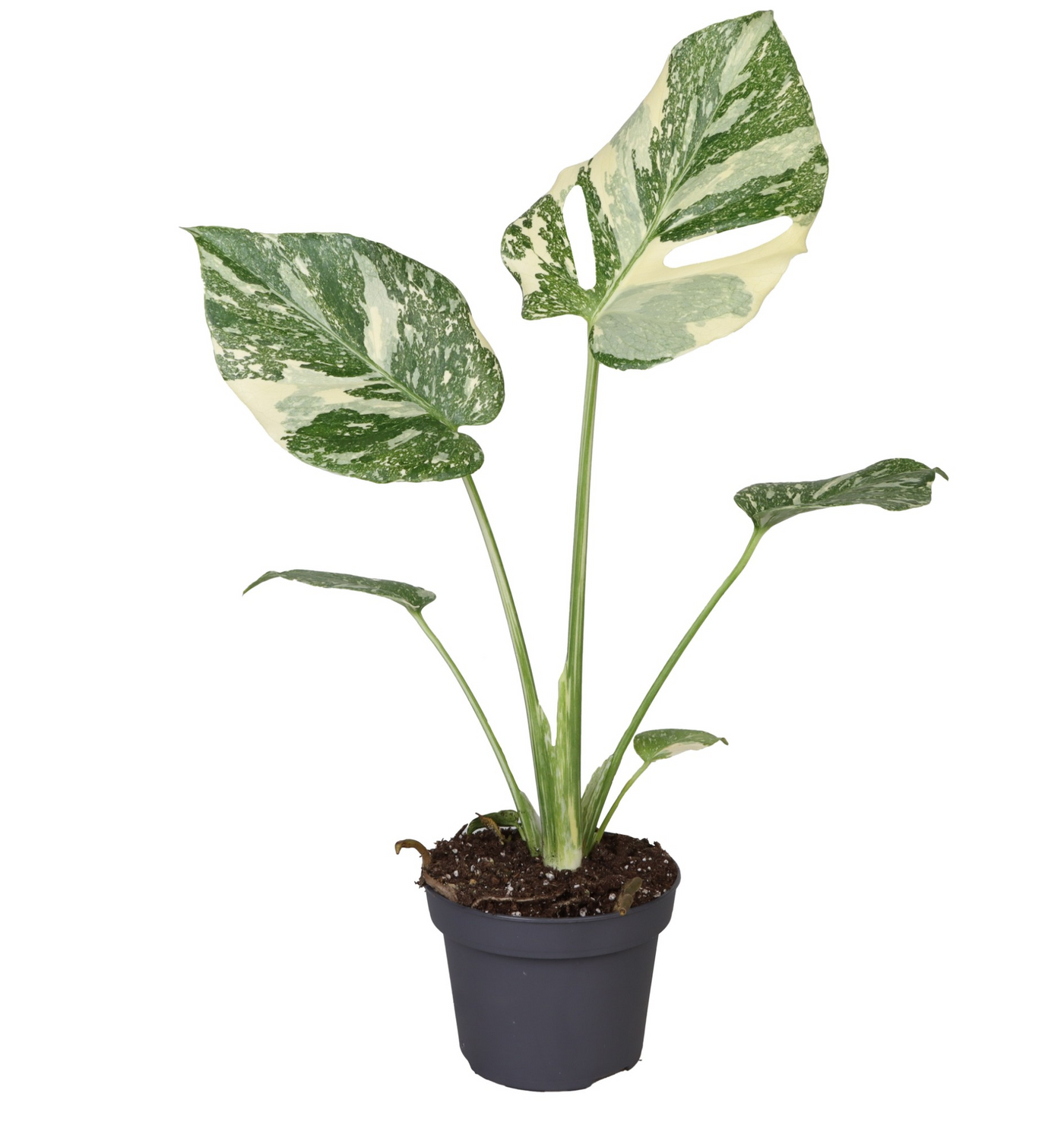 Planta naturala H25cm Monstera Creme Brulee PS12/ in pamant