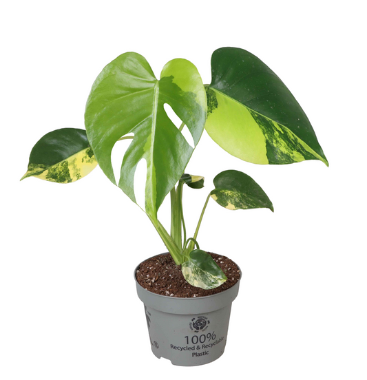 Planta naturala H25cm Monstera deliciosa 'Aurea Variegata' PS12/ in pamant