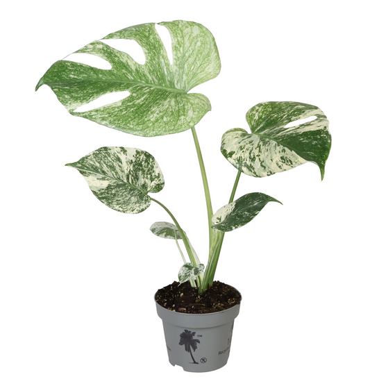 Planta naturala H25cm Monstera deliciosa Mint PS12/ in pamant