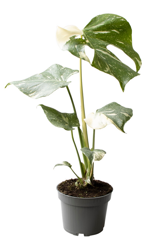 Planta naturala H25cm Monstera deliciosa 'Thai Constellation' PS12/ in pamant