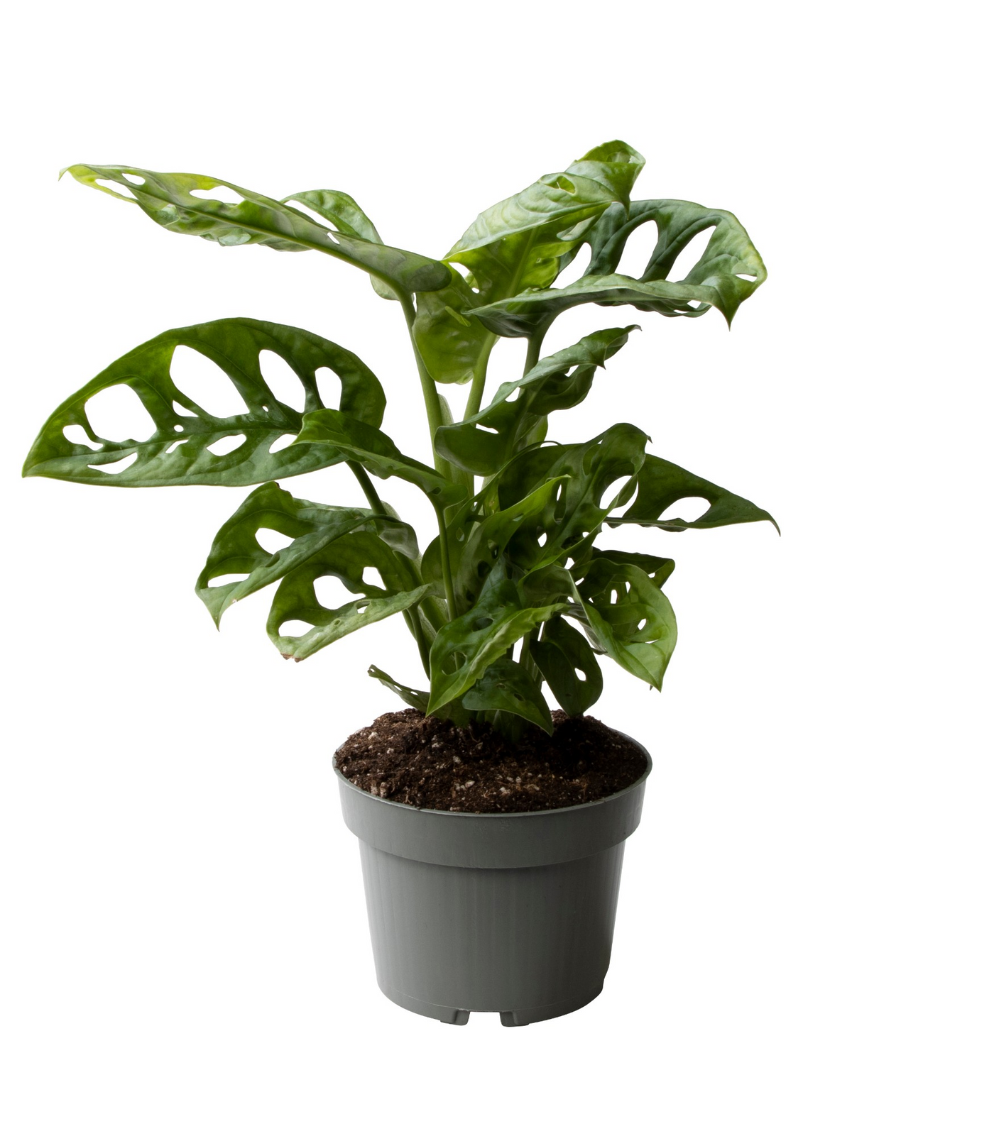 Planta naturala H25cm Monstera Obliqua PS10/ in pamant