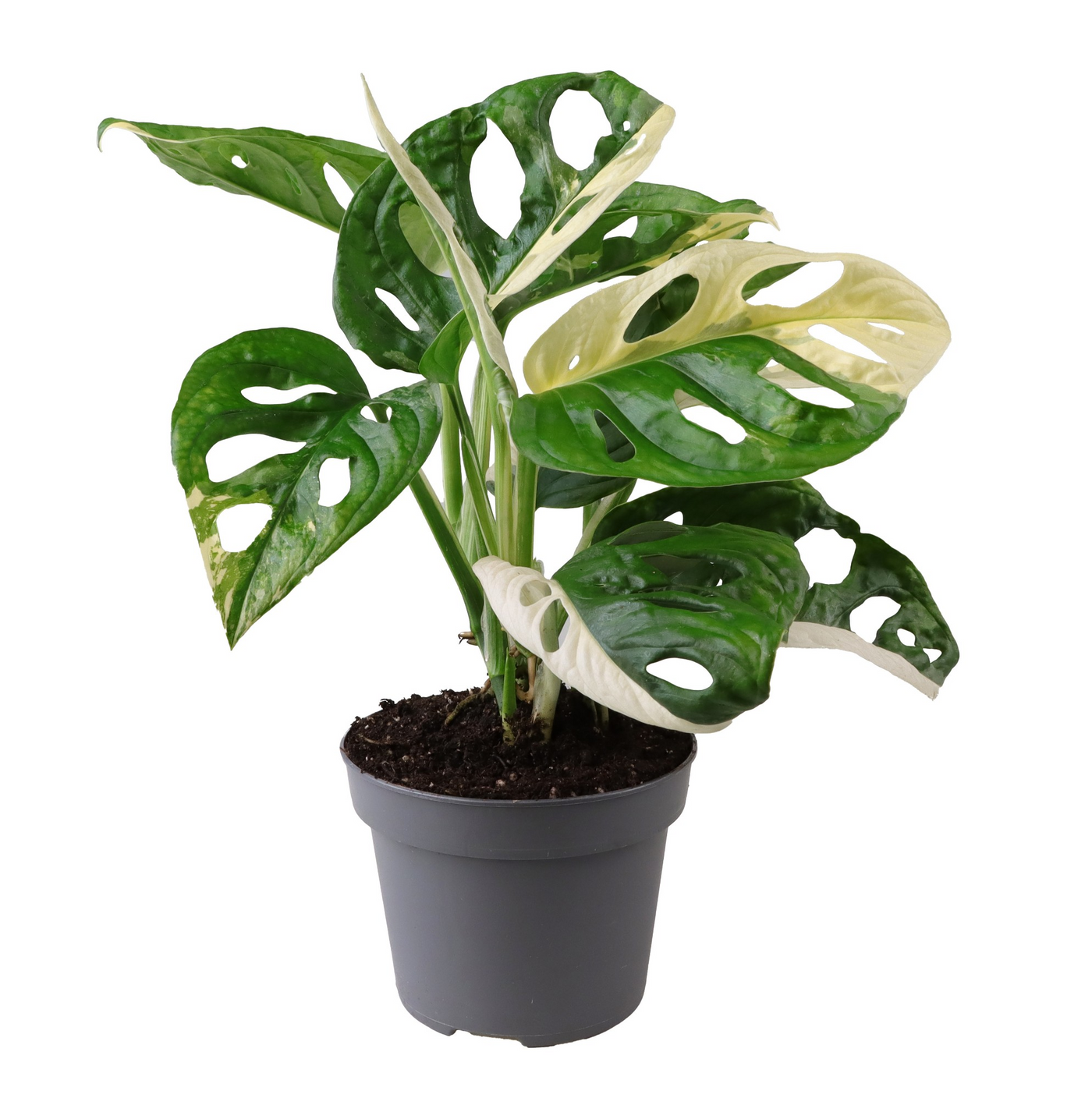 Planta naturala H25cm Monstera Obliqua Variegata PS12/ in pamant
