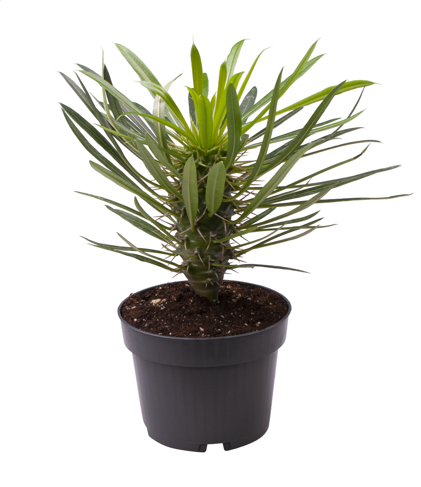 Planta naturala H25cm Pachypodium lamerei PS12/ in pamant