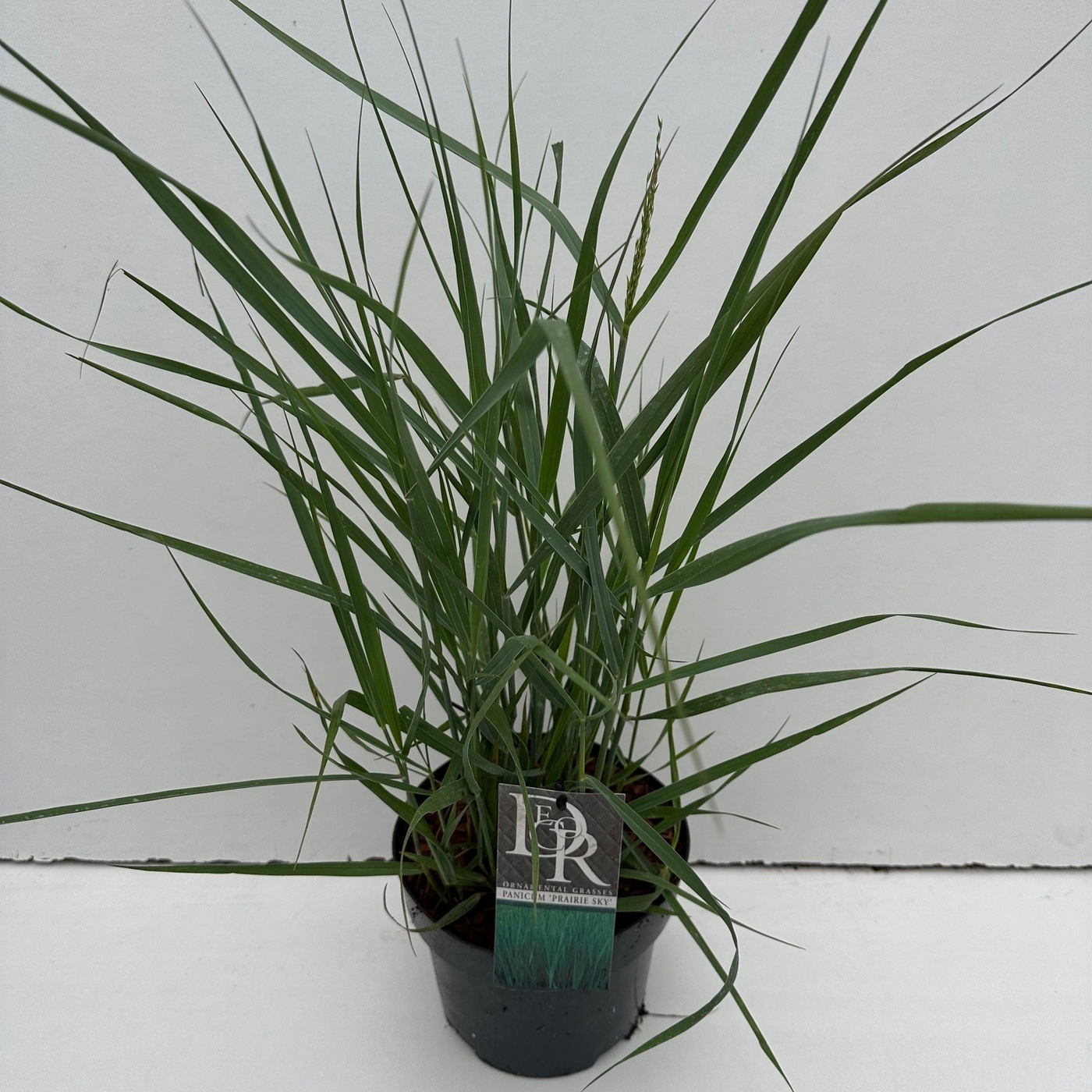 Planta naturala H25cm Panicum virgatum 'Prairy Sky' PS19/ in pamant