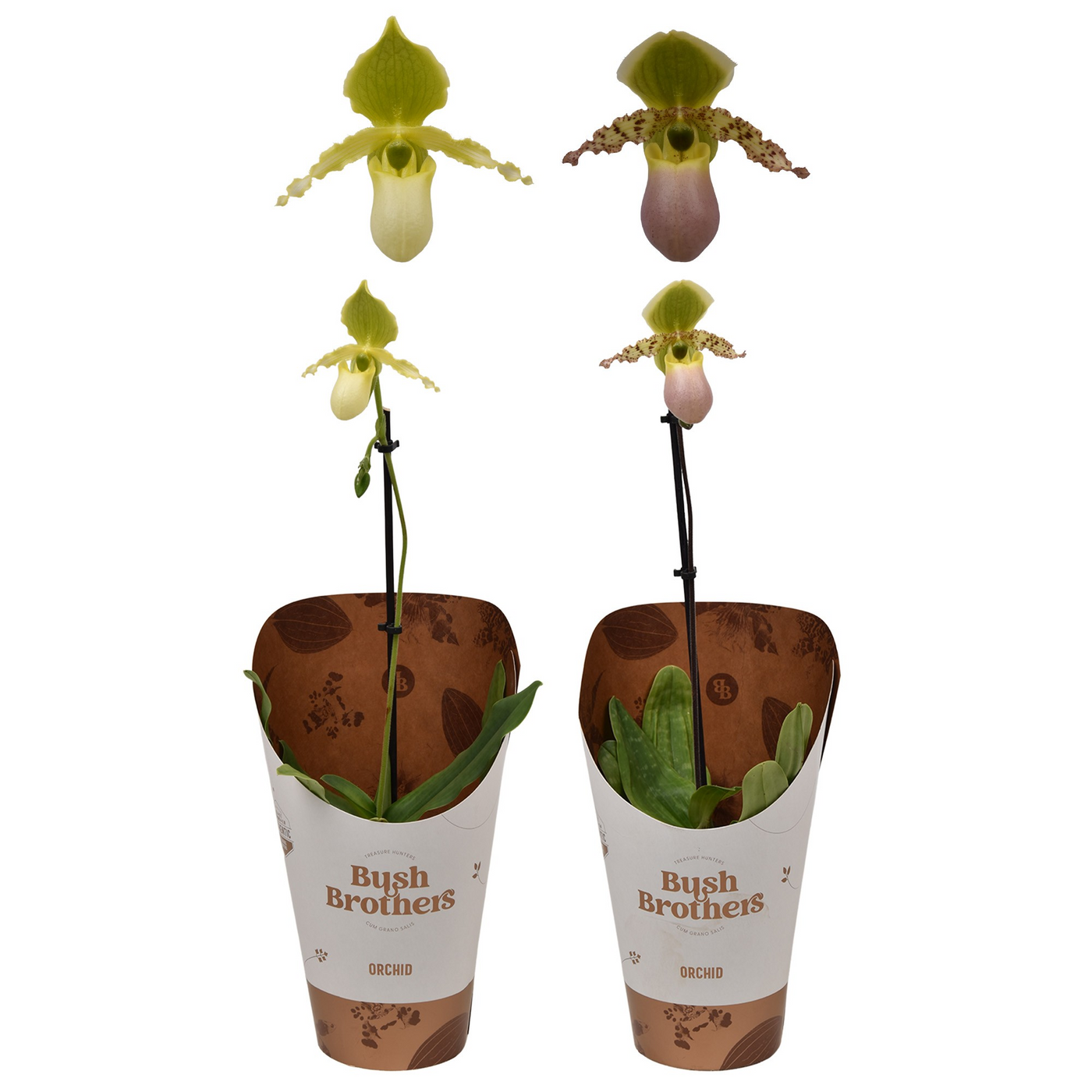 Planta naturala H25cm Paphiopedilum Pinocchio mix PS9/ in pamant