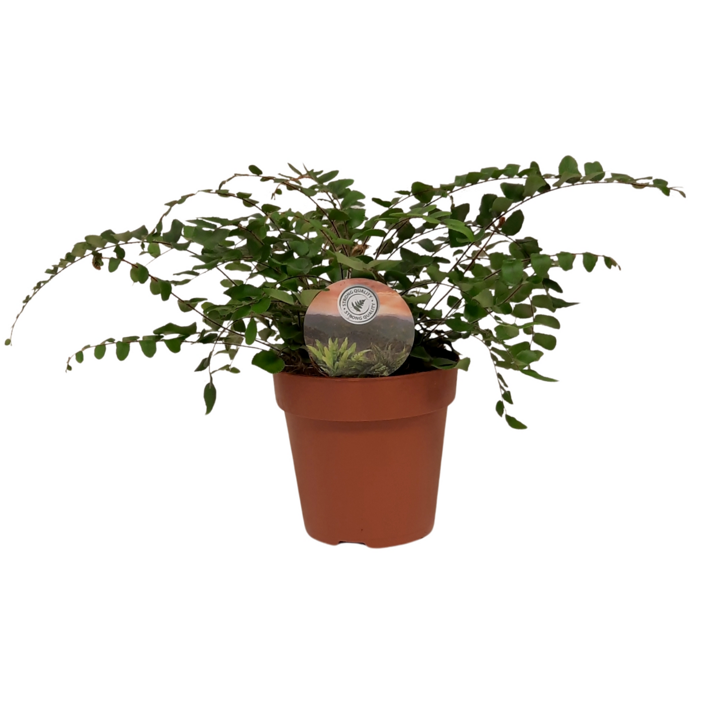 Planta naturala H25cm Pellaea rotundifolia PS12/ in pamant