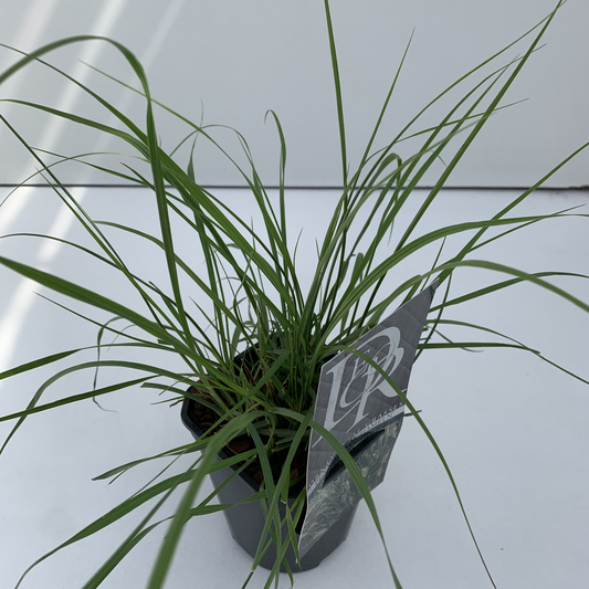 Planta naturala H25cm Pennisetum alopecuroides 'Hameln' PS13/ in pamant