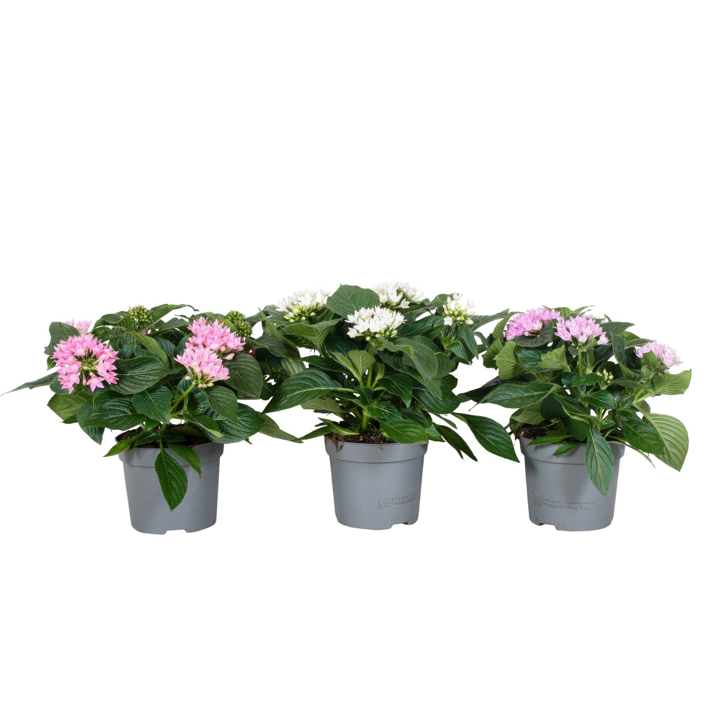 Planta naturala H25cm Pentas lanceolata mix PS13/ in pamant