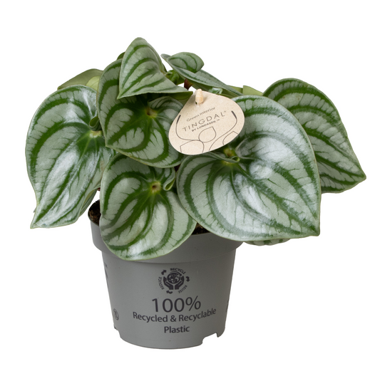 Planta naturala H25cm Peperomia argyreia 'Costa Rica' PS12/10cm in pamant