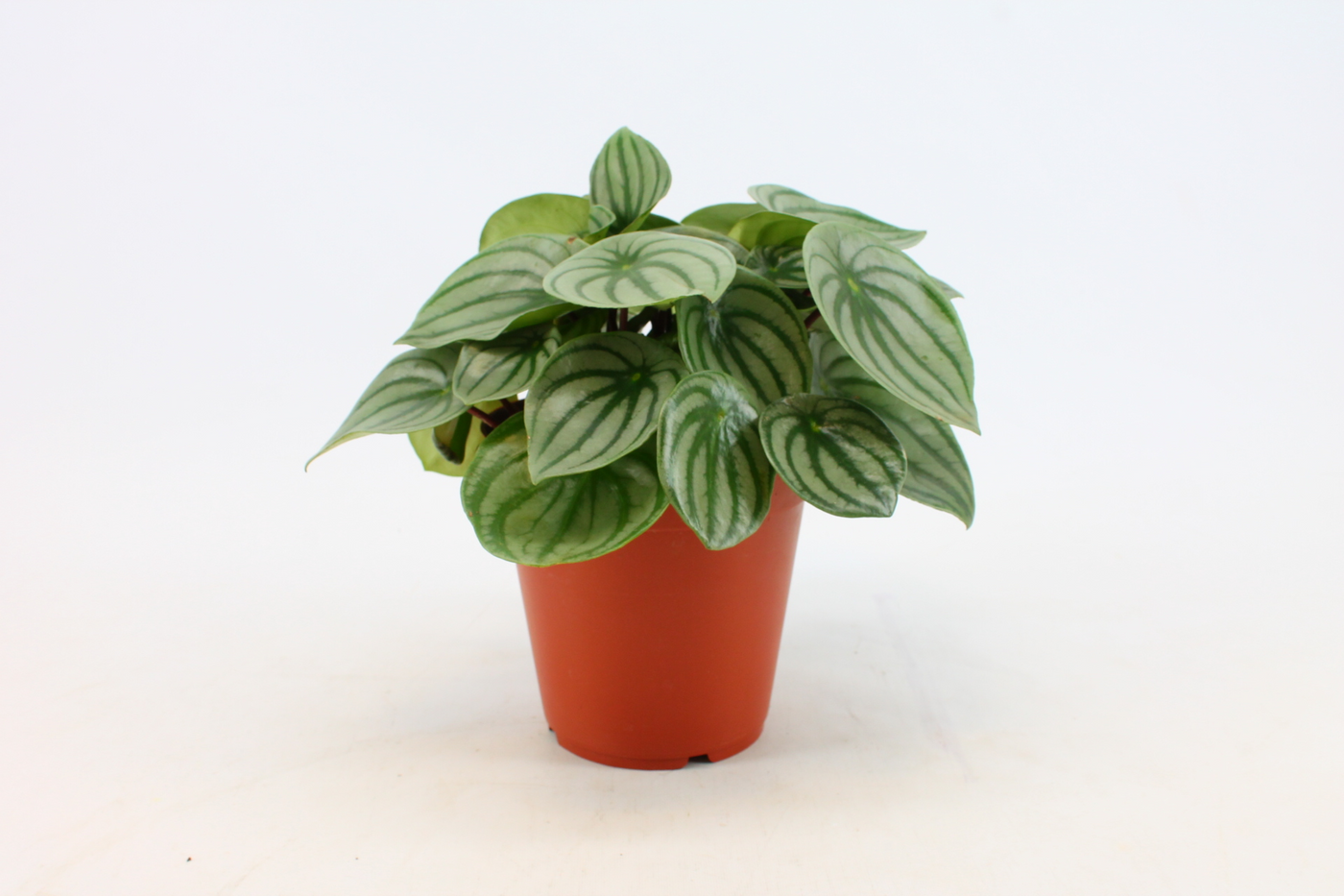 Planta naturala H25cm Peperomia argyreia PS15/ in pamant