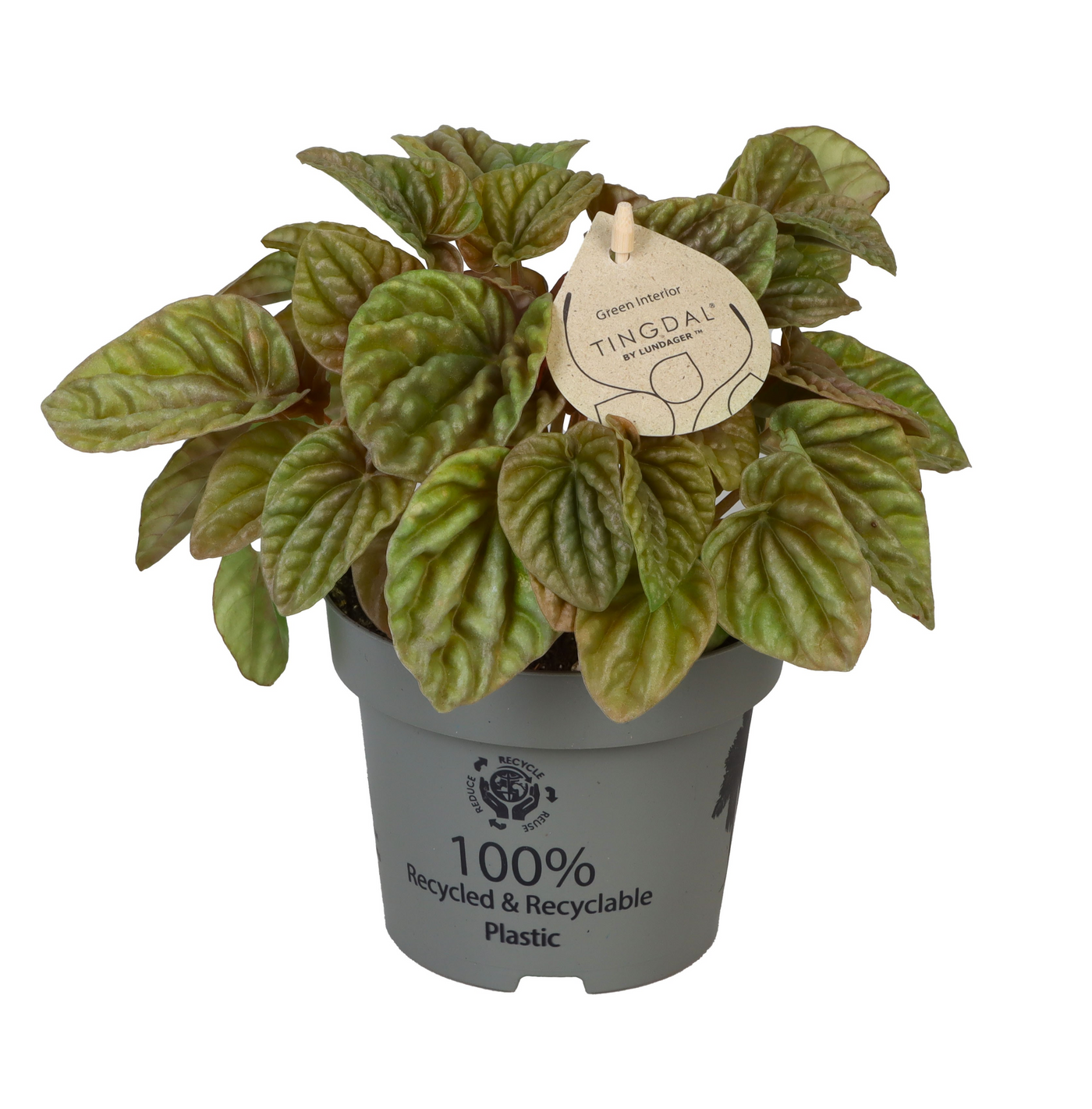 Planta naturala H25cm Peperomia caperata 'Quito Lime' PS12/ in pamant