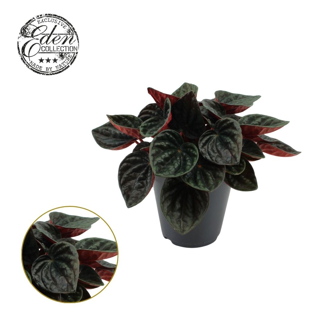 Planta naturala H25cm Peperomia caperata 'Rojo Grande' PS15/ in pamant
