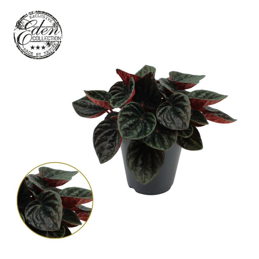 Planta naturala H25cm Peperomia caperata 'Rojo Grande' PS15/ in pamant