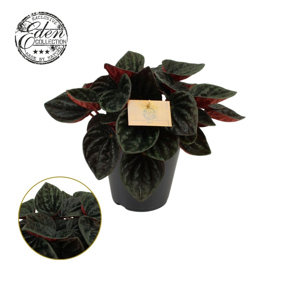 Planta naturala H25cm Peperomia caperata rojo Grande PS15/ in pamant