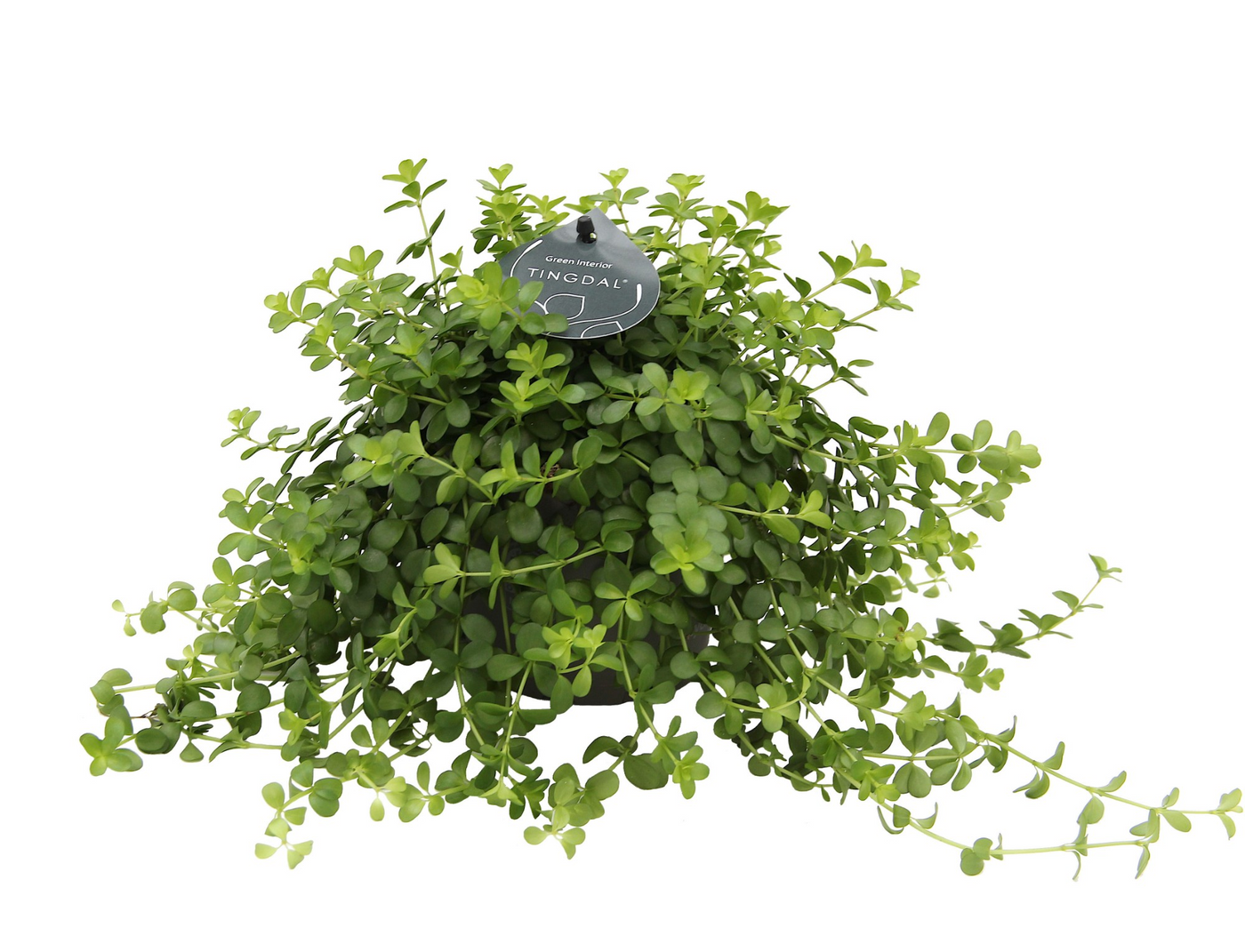 Planta naturala H25cm Peperomia Deppeana PS12/ in pamant