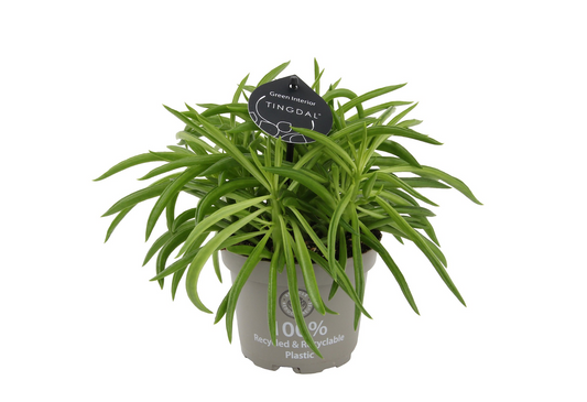 Planta naturala H25cm Peperomia ferreyrae 'Nevada' PS12/ in pamant