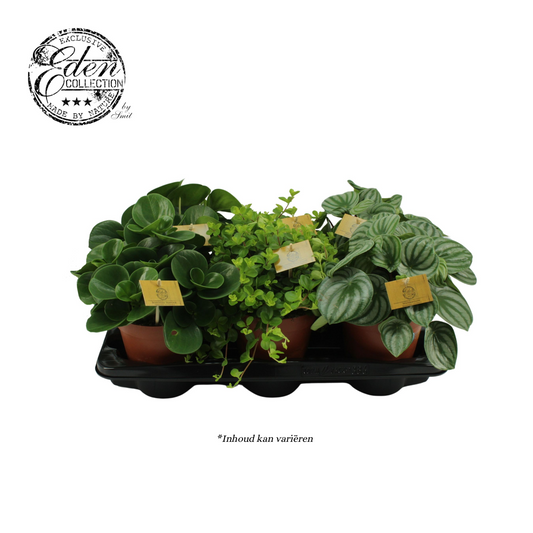 Planta naturala H25cm Peperomia mix PS15/ in pamant
