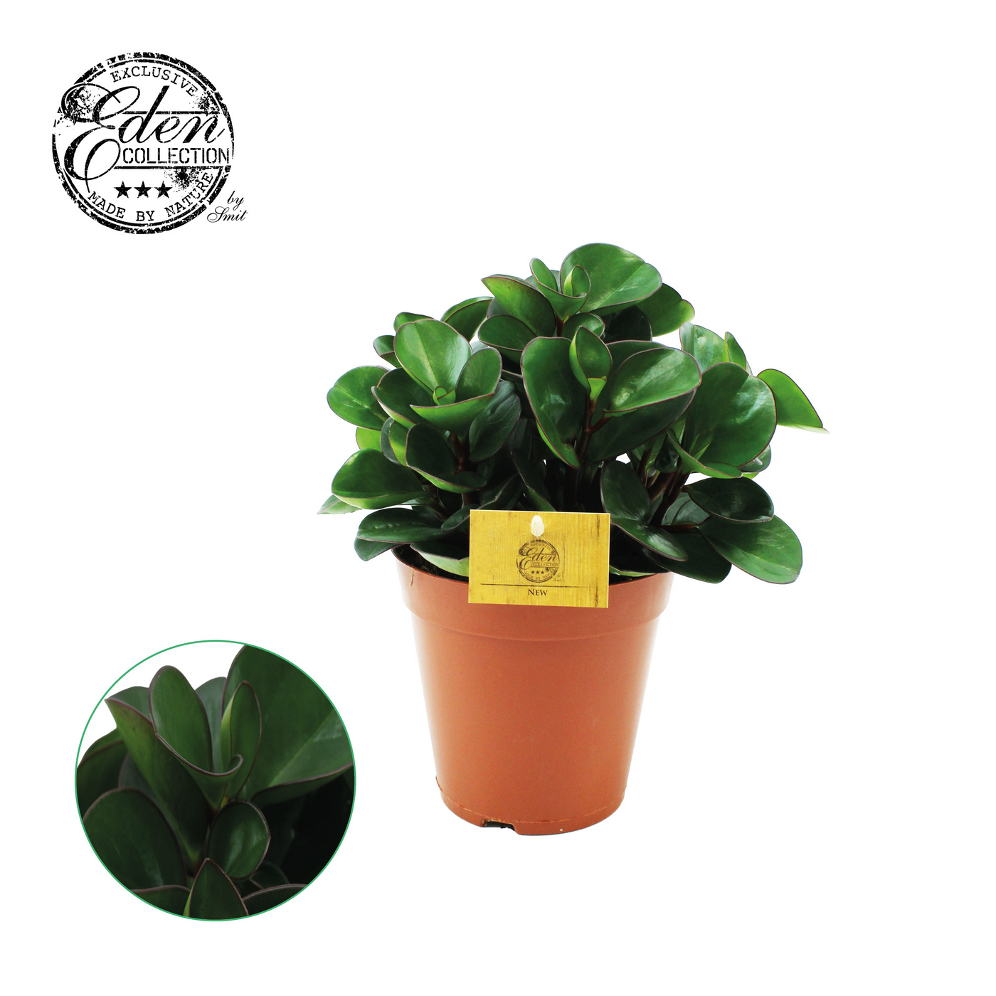 Planta naturala H25cm Peperomia obtusifolia Burning Bush PS15/ in pamant