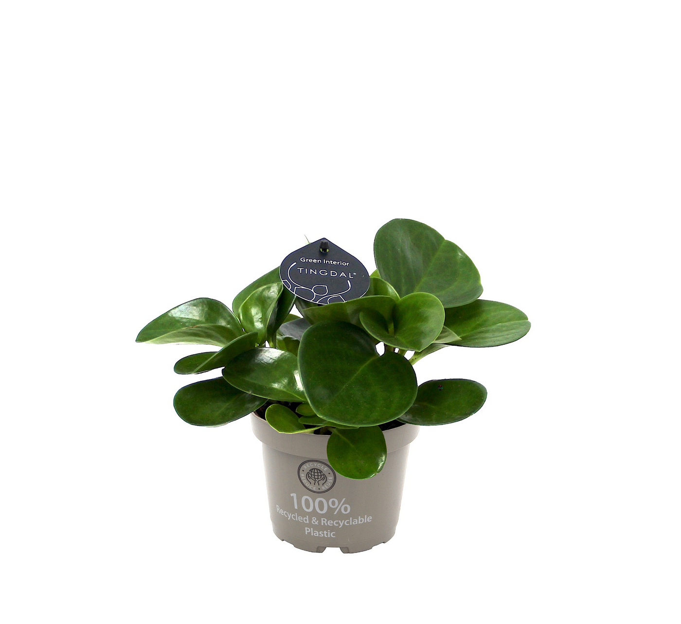 Planta naturala H25cm Peperomia obtusifolia 'Green' PS12/ in pamant
