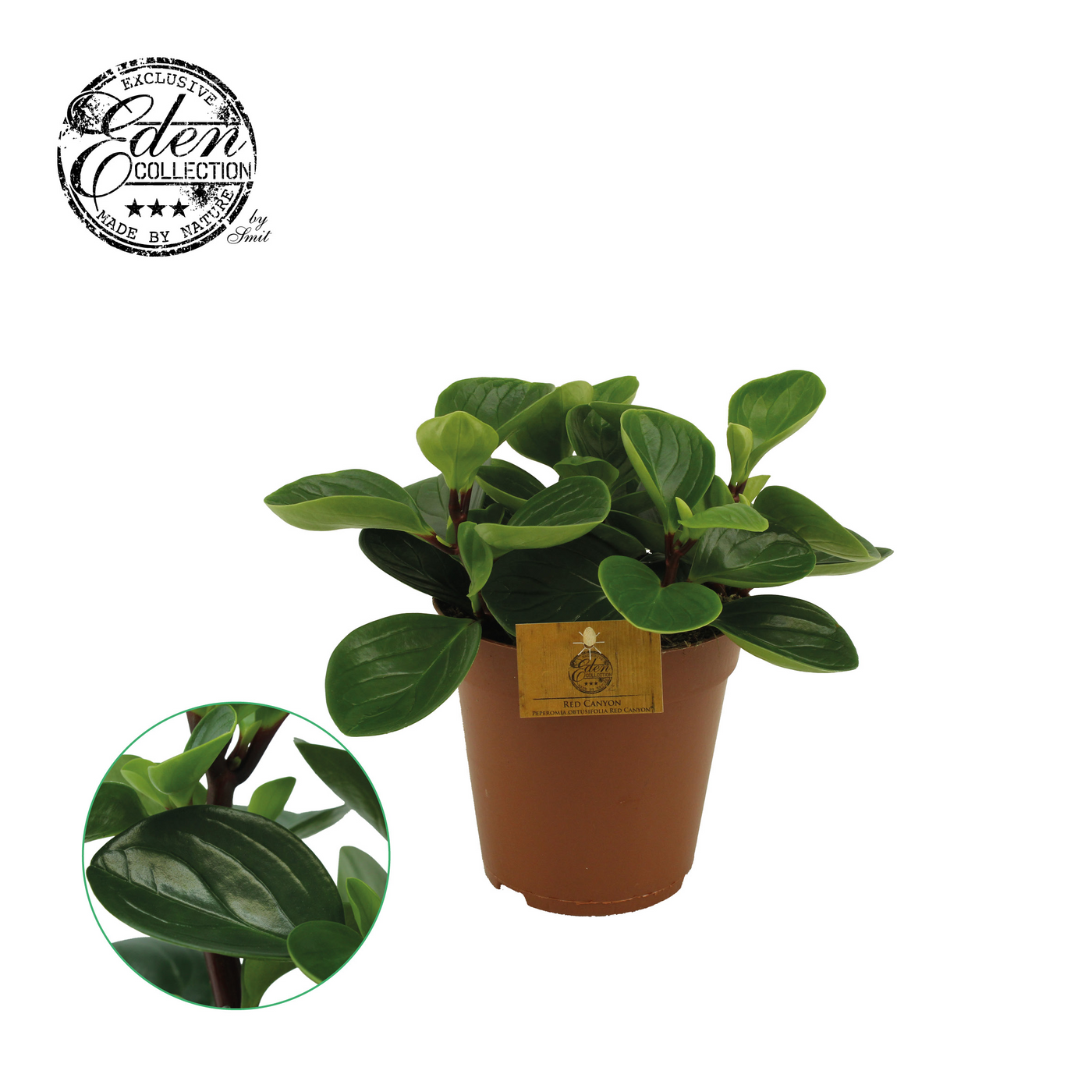 Planta naturala H25cm Peperomia Obtusifolia Red Canyon PS15/ in pamant