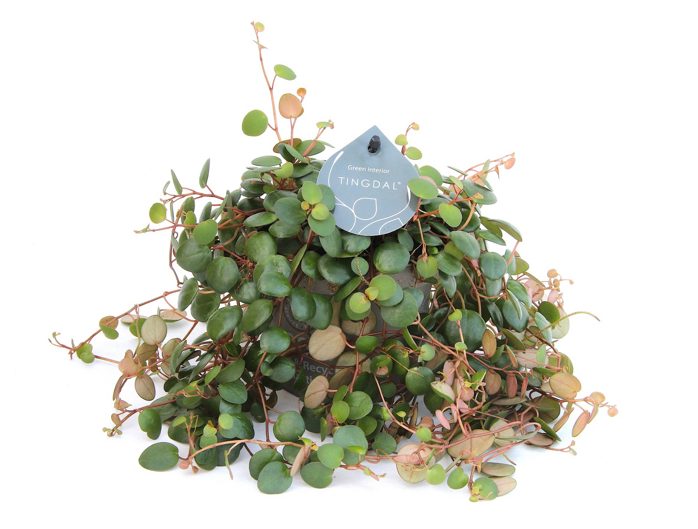 Planta naturala H25cm Peperomia 'Pepperspot' PS12/ in pamant