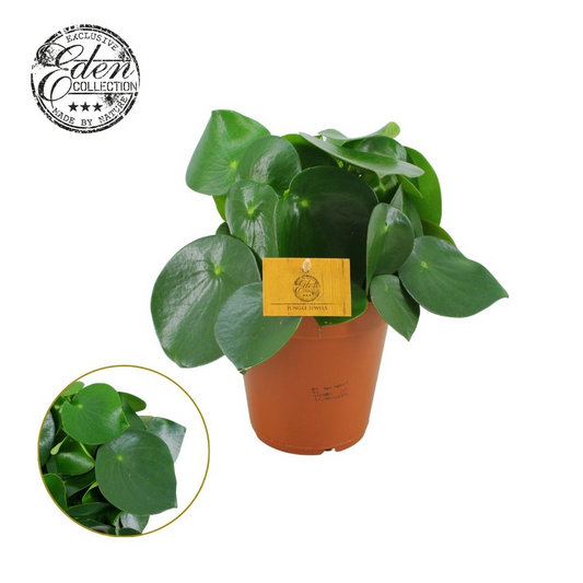 Planta naturala H25cm Peperomia polybotrya 'Raindrop' PS15/ in pamant