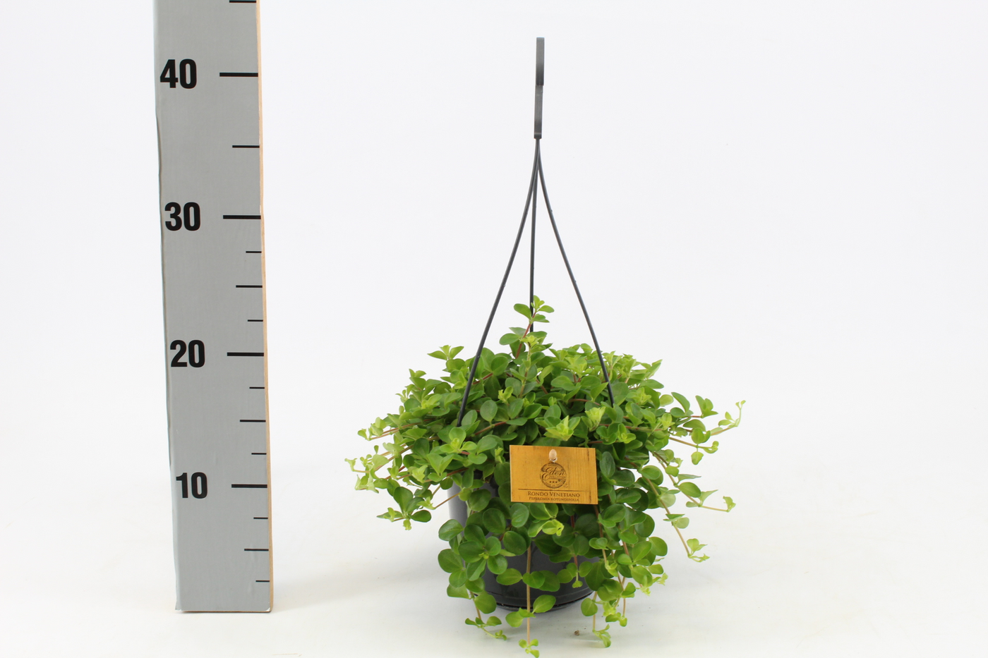 Planta naturala H25cm Peperomia Rotundifolia PS15/ in pamant