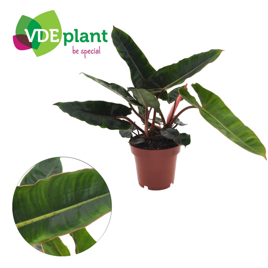 Planta naturala H25cm Philodendron 'Billietiae' 2pp PS12/10cm in pamant