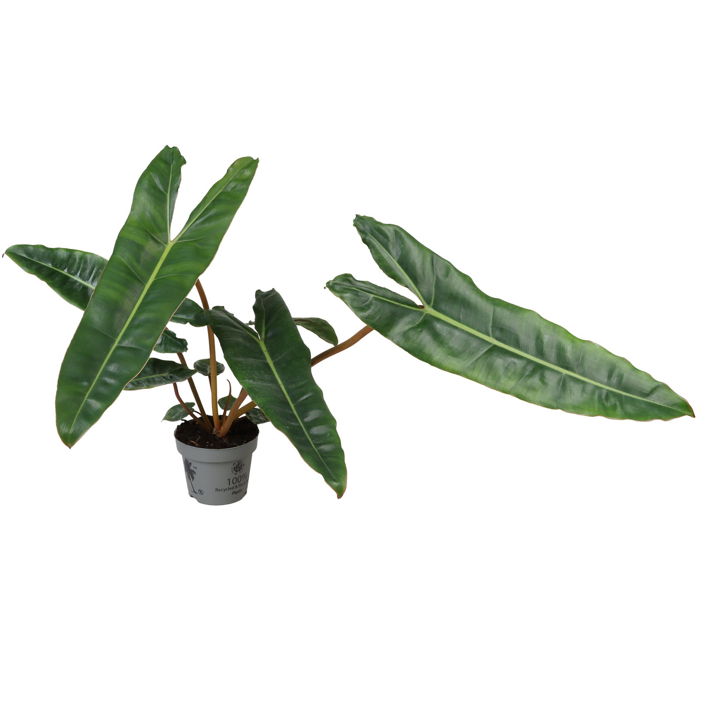 Planta naturala H25cm Philodendron billietiae PS12/ in pamant