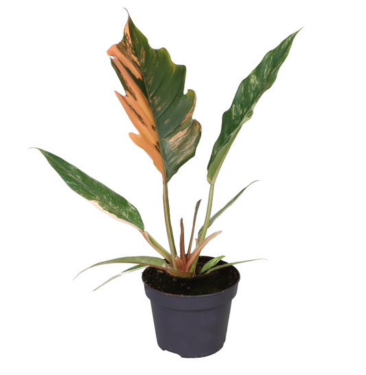 Planta naturala H25cm Philodendron Caramel Marble PS12/ in pamant