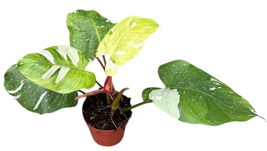 Planta naturala H25cm Philodendron 'Fresh Aurea' PS14/11cm in pamant