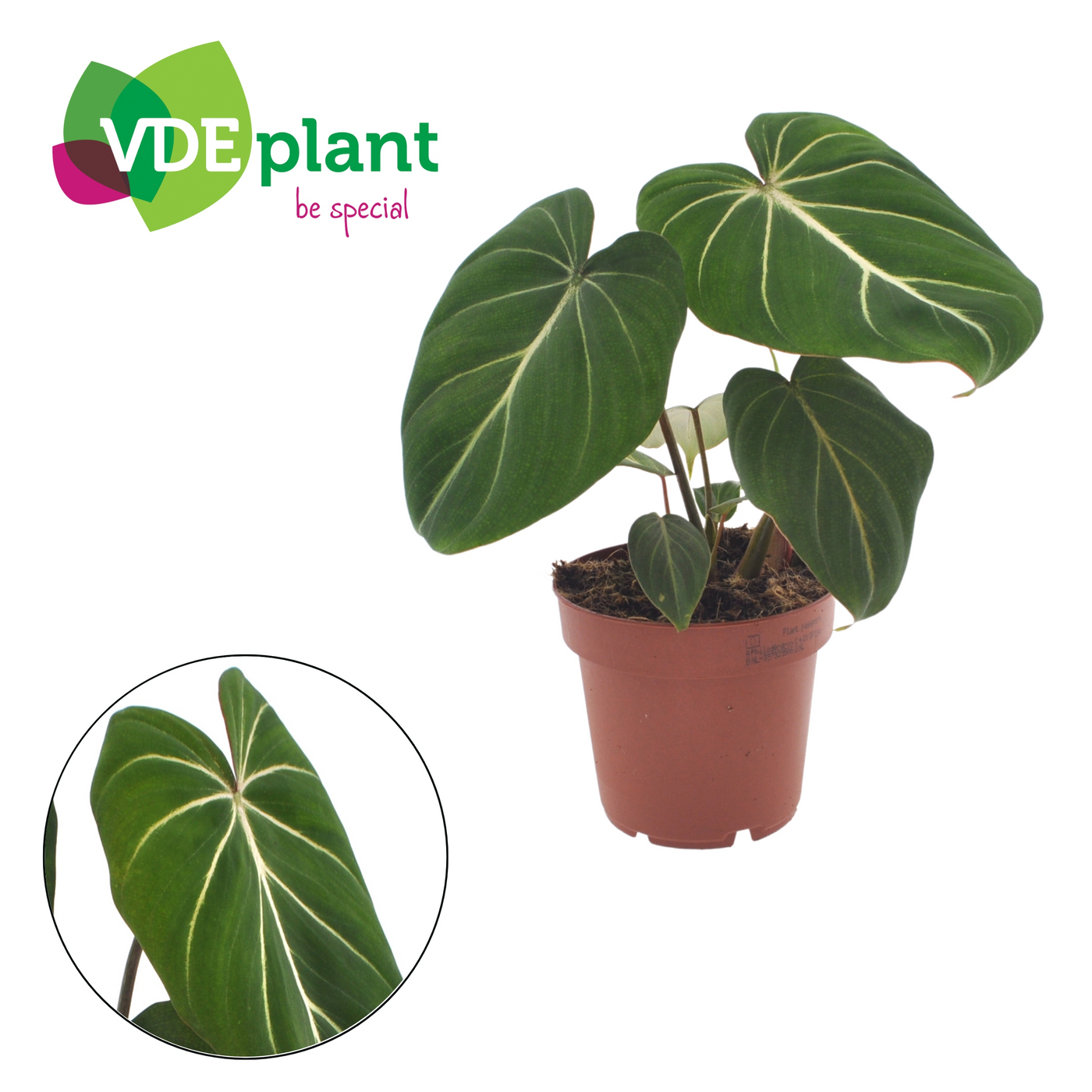 Planta naturala H25cm Philodendron gloriosum PS12/ in pamant