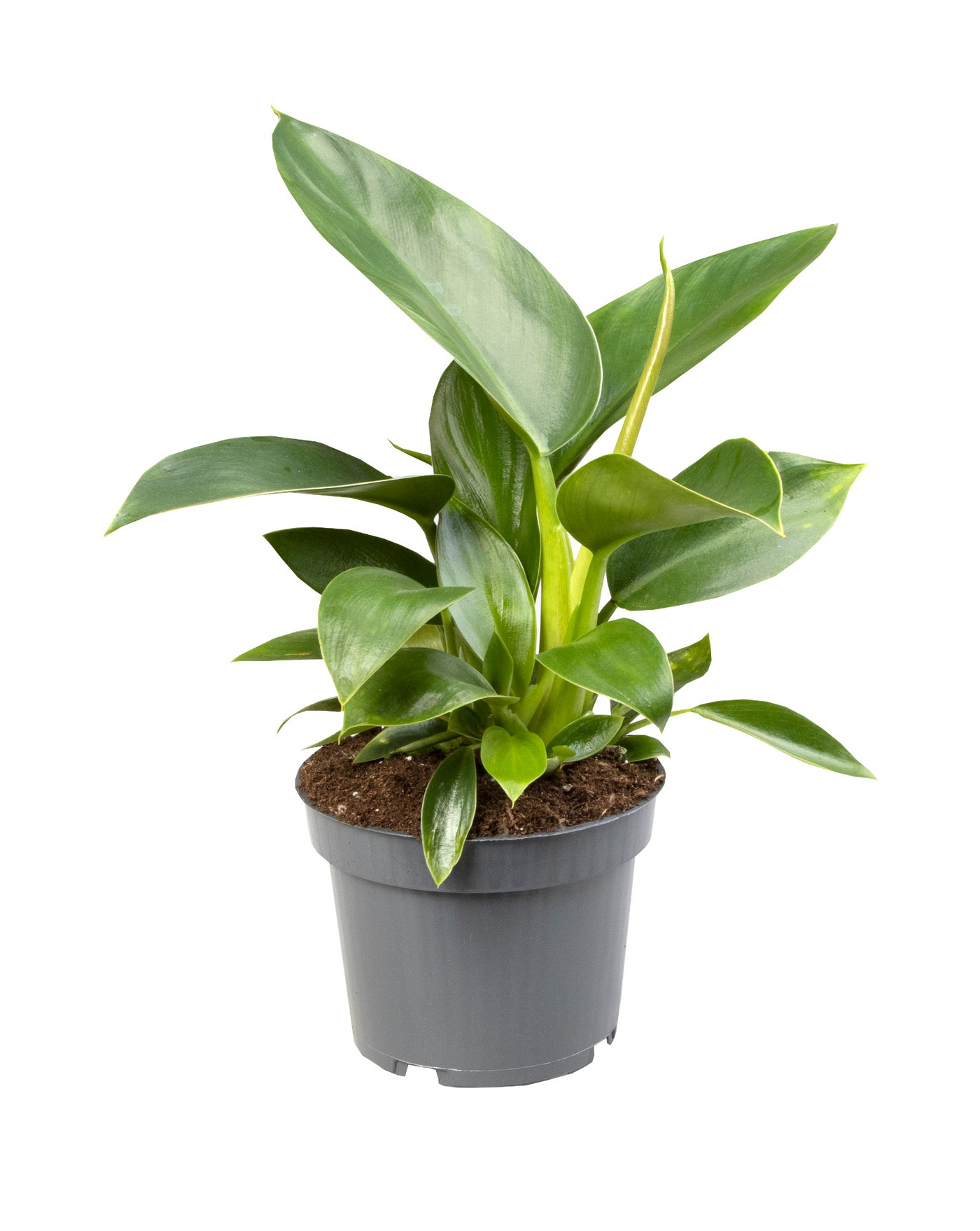 Planta naturala H25cm Philodendron 'Green Princess' PS10/ in pamant