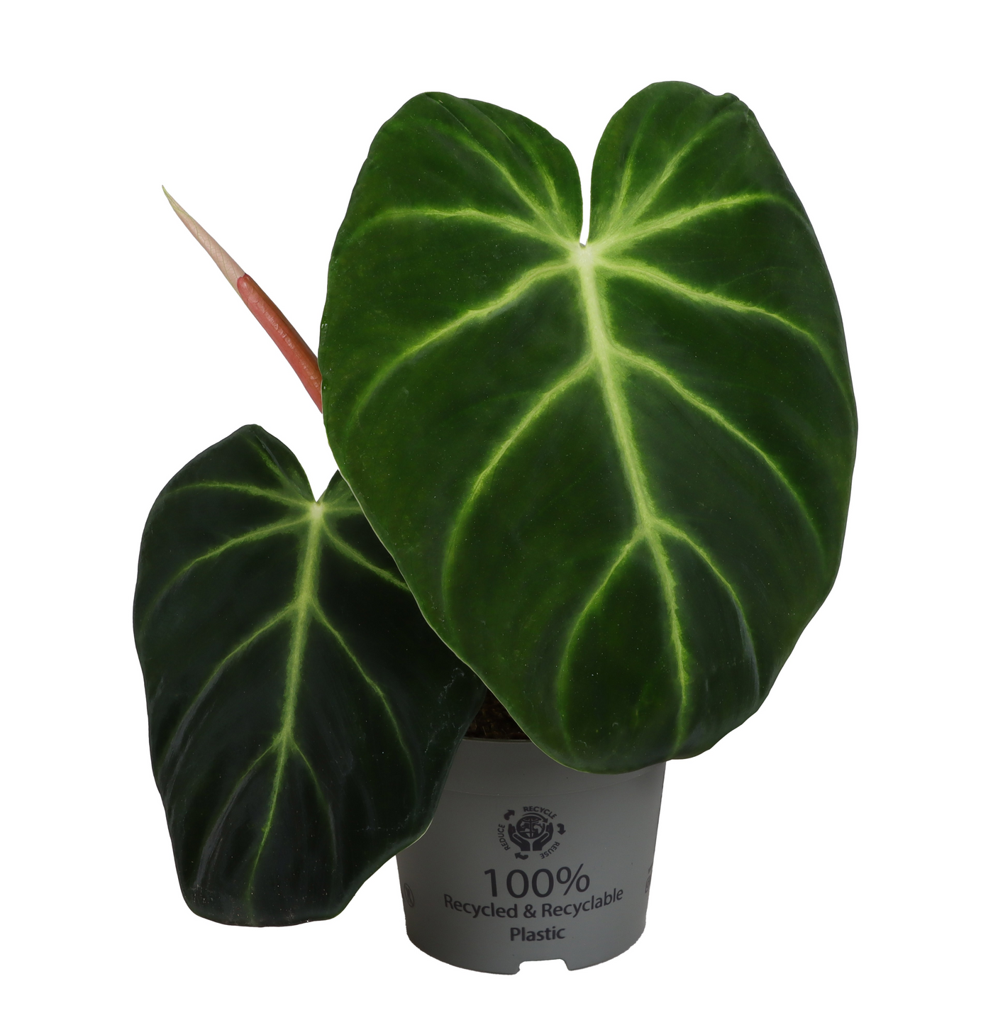 Planta naturala H25cm Philodendron 'Luxurians' PS12/ in pamant