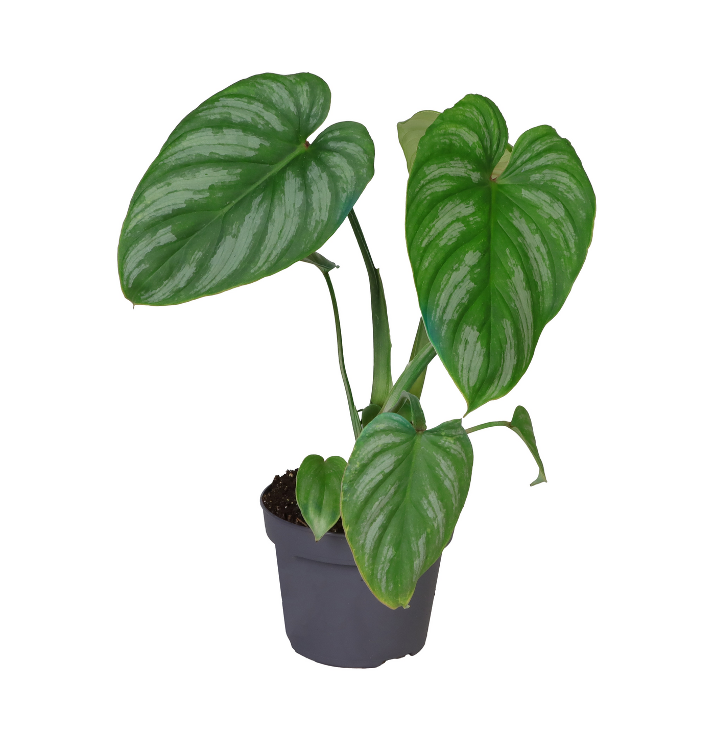 Planta naturala H25cm Philodendron Mamei PS12/ in pamant