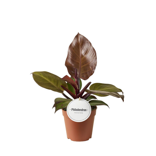 Planta naturala H25cm Philodendron 'McColleys Finale' PS12/10cm in pamant