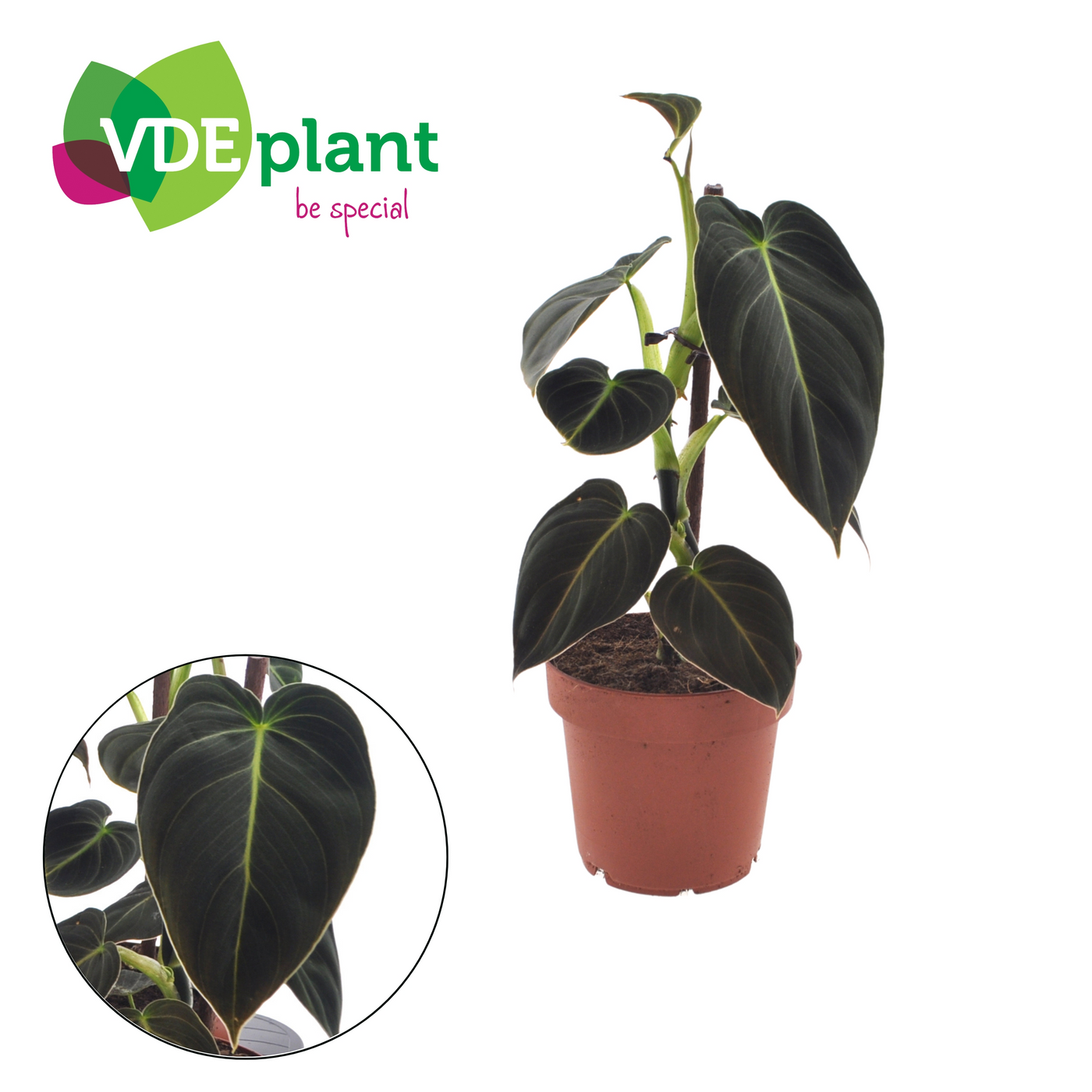 Planta naturala H25cm Philodendron melanochrysum PS12/ in pamant