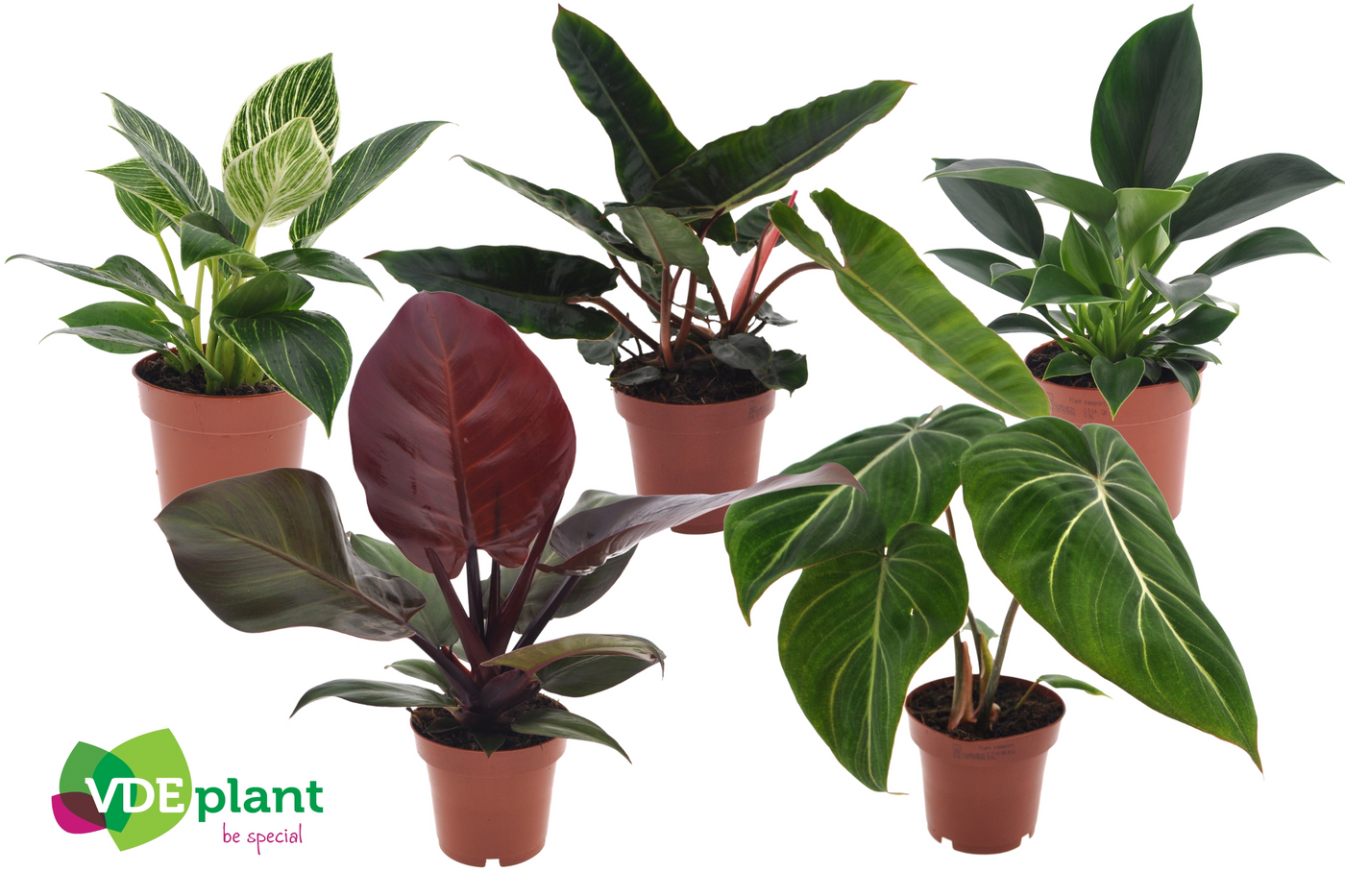 Planta naturala H25cm Philodendron mix PS12/ in pamant