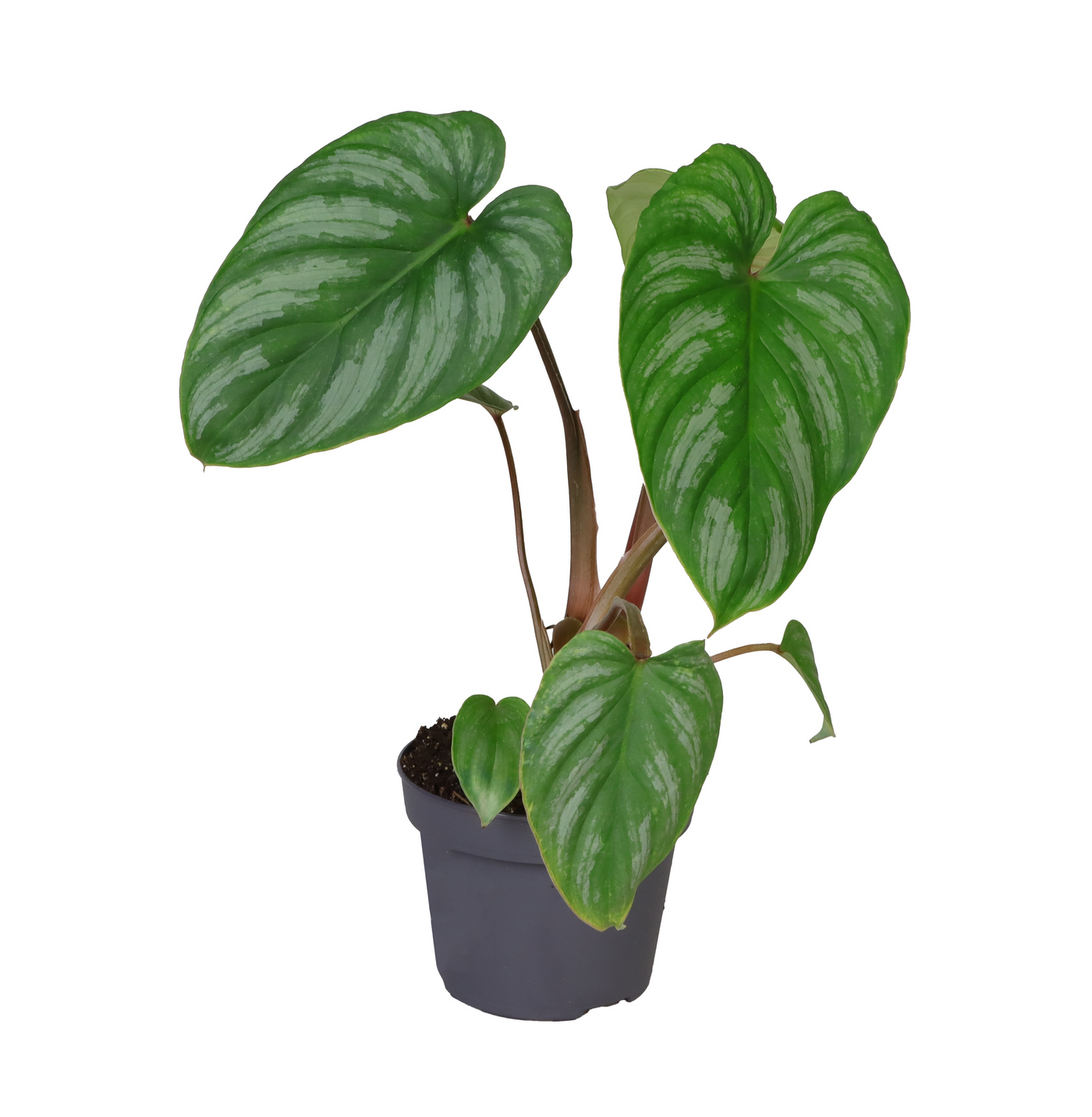 Planta naturala H25cm Philodendron 'Plowmanii' PS12/ in pamant