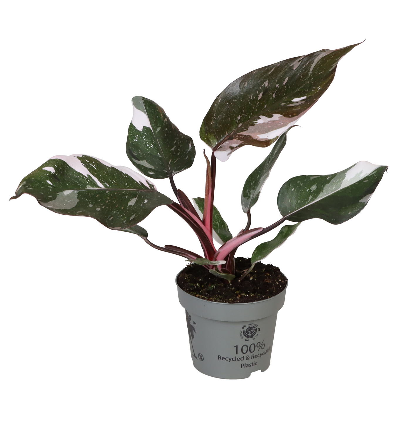 Planta naturala H25cm Philodendron Red Anderson PS12/ in pamant